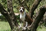 AMSTAFF ADULT 529